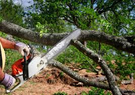 Lawn Renovation and Restoration in Brogden, NC