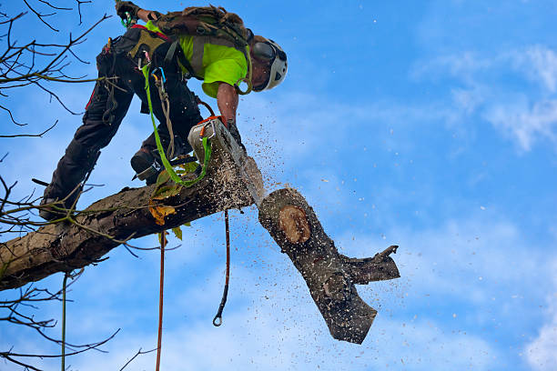 How Our Tree Care Process Works  in  Brogden, NC