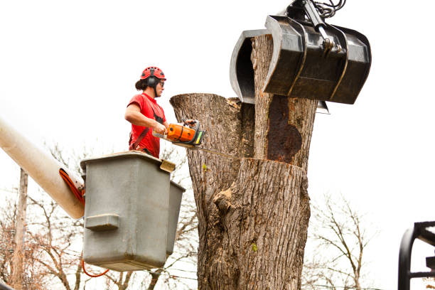 Reliable Brogden, NC Tree Care Solutions